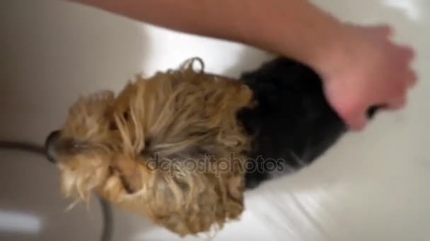 Lava un Yorkshire Terrier. Cura dei cani nei saloni di toelettatura — Video Stock