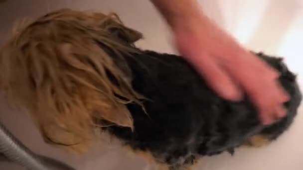 ヨークシャー テリアを洗います。グルーミング サロンで犬を世話します。 — ストック動画