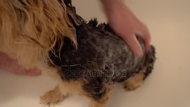Wassen van een Yorkshire Terrier. Zorg voor honden in het verzorgen van de salons — Stockvideo