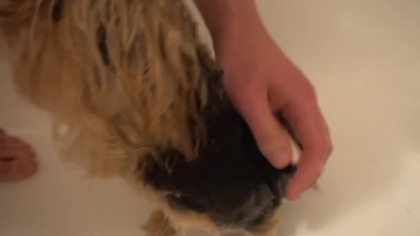 洗一条约克夏犬。照顾狗狗在美容沙龙 — 图库视频影像