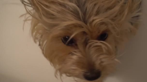 Lindo joven yorkie mirando hacia arriba en la cámara sobre fondo blanco — Vídeos de Stock