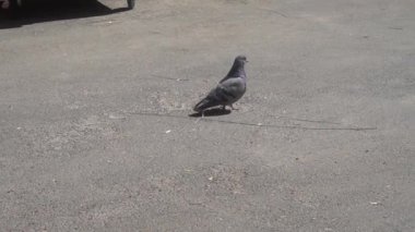 Yalnız güvercin çöpteki bir parça ekmeği ısırdı.