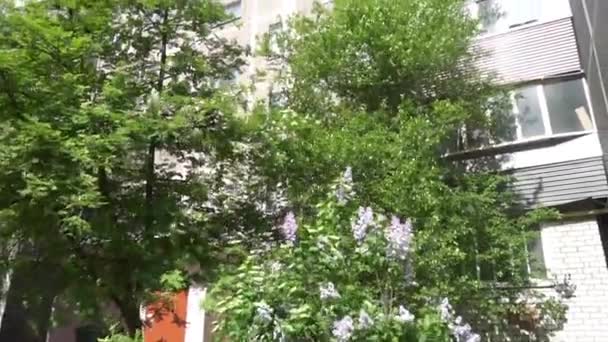 ตึกระฟ้าบนพื้นหลังของต้นไม้สีเขียว — วีดีโอสต็อก