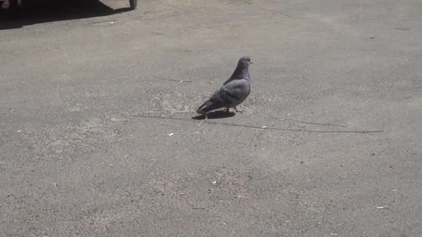 Singuratic porumbel muscatura de bucata de pâine în gunoi — Videoclip de stoc