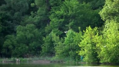 Yeşil orman, longshot arka plan üzerinde uçan kuş