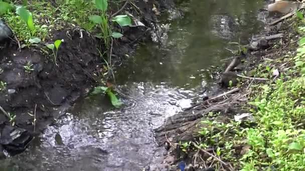 Piedras y rocas cubiertas de musgo a lo largo del arroyo de agua que fluye a través del verde bosque de verano — Vídeo de stock