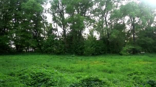 Pradera cubierta de hierba rodeada de bosque, los pájaros cantan — Vídeo de stock