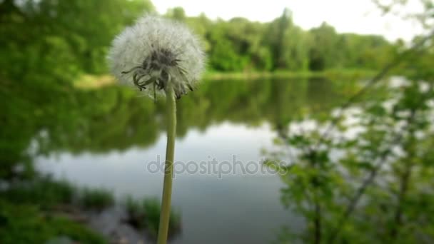 Paardebloem opgeblazen in slowmotion 120 frames per seconde. Schot in 4 k Dci. Paardebloem zaden geblazen en vliegen op een groene background.shifting wordt de focus naar het verre landschap — Stockvideo