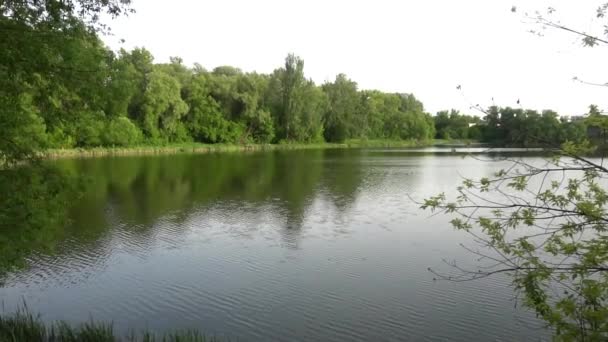 Vackra dammen i skogen, gröna träd, fåglar — Stockvideo