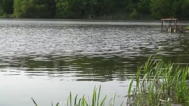 Schöner Teich im Wald, grüne Bäume, Vögel — Stockvideo