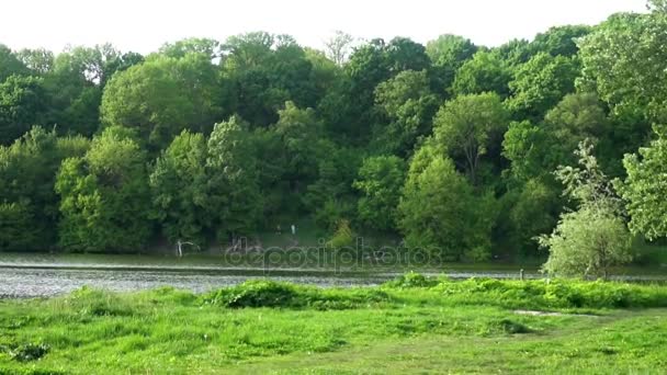 Bellissimo stagno nel bosco, alberi verdi, uccelli — Video Stock