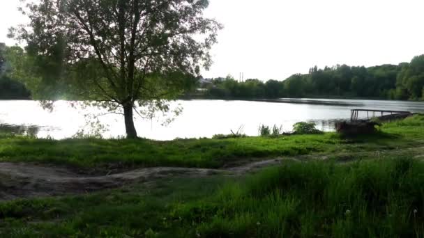 Hermoso estanque en el bosque, árboles verdes, aves — Vídeo de stock