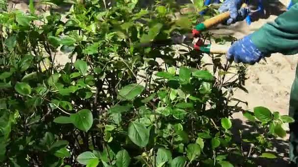 Gärtner schneidet grüne Heckenzweige. Landschaftsplanungskonzept — Stockvideo