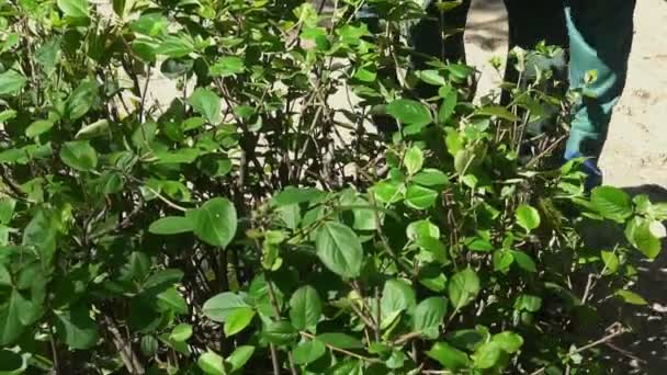 Jardineiro cortando ramos de sebe verde. Conceito de paisagismo — Vídeo de Stock