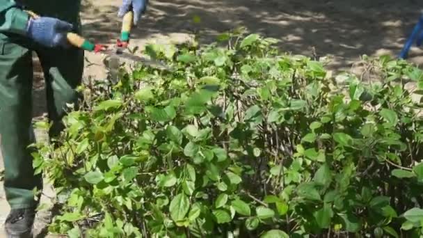 Jardinero recortando ramas de setos verdes. Concepto de paisajismo — Vídeo de stock