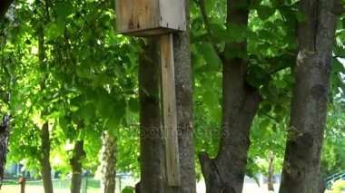 yeşil yaprakları bir arka plan üzerinde bir ağaç üzerinde asılı küçük kuş yuvası