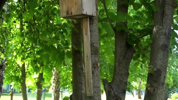 Malé ptačí budku, visí na stromě, na pozadí zelených listů — Stock video