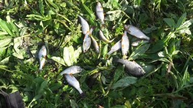 taze yakaladı roach, çim üzerinde yalan