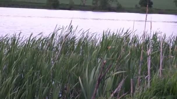 Пейзаж, рябь на реке, перед высокой травой, на заднем плане деревьев — стоковое видео