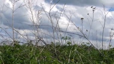 Rüzgar ve güneş ışığında sallanan çimen