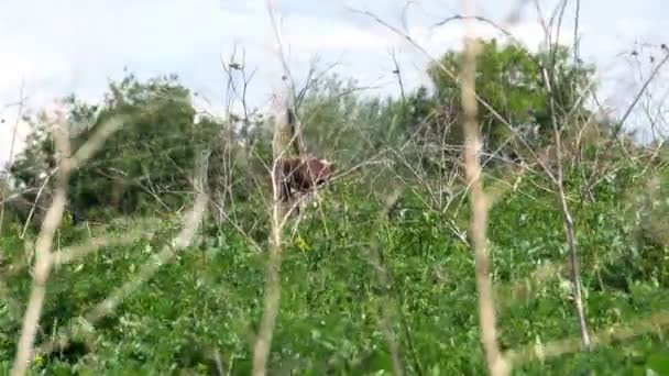 Gras wiegt sich im Wind und Sonnenlicht — Stockvideo