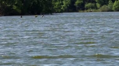 manzara, arka plan ağaçlarında uzun otların önünde Nehri üzerinde dalgaların