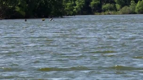 Le paysage, les ondulations sur la rivière, devant l'herbe haute, dans les arbres de fond — Video