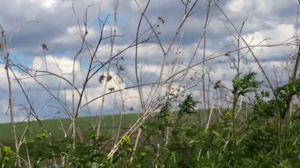 Трава, качающаяся на ветру и солнце — стоковое видео