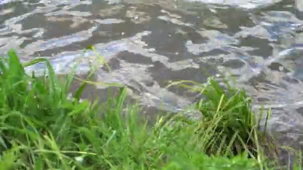 Bulrush u olas de caña en el viento en la orilla del río — Vídeo de stock