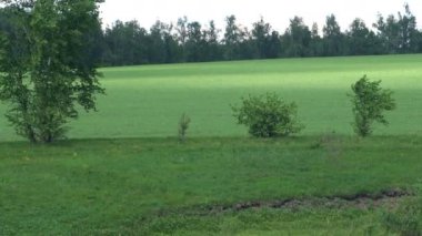 güzel yeşil alan, uzun menzilli çekim