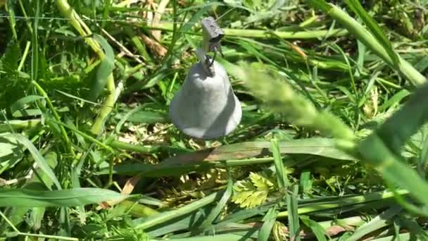 Bell op de hengel. Macro schot — Stockvideo