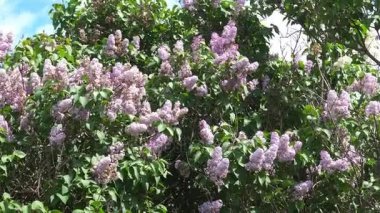 Çiçekli leylak, raylar ile filme. Çiçek leylak, çiçek açan, leylak