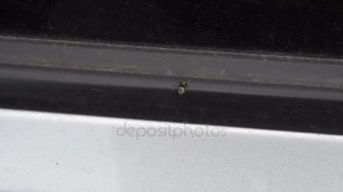 arabanın kapısını oturan küçük örümcek