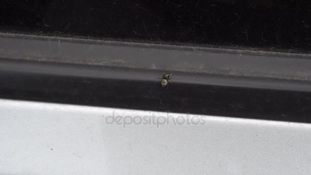 Маленький павук сидить біля дверей автомобіля — стокове відео