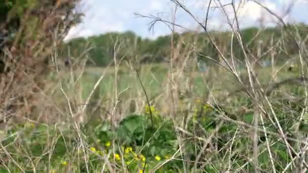 Трава погойдується на вітрі і сонячному світлі — стокове відео