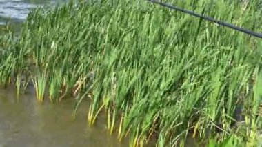 Yumuşak su yüzeyi arasında sazlık, olta, olta, 4 k