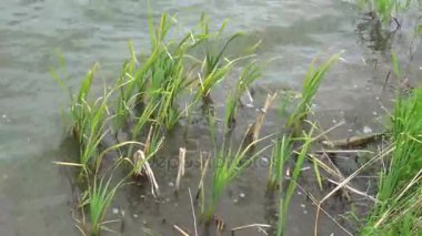 Nehir kıyısında rüzgarla bulrush veya baston dalgalarda