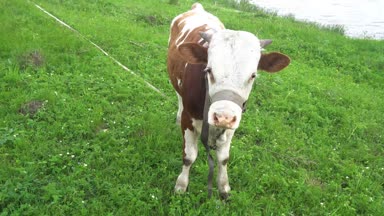 Bir kahverengi inek buzağı yüz closeup