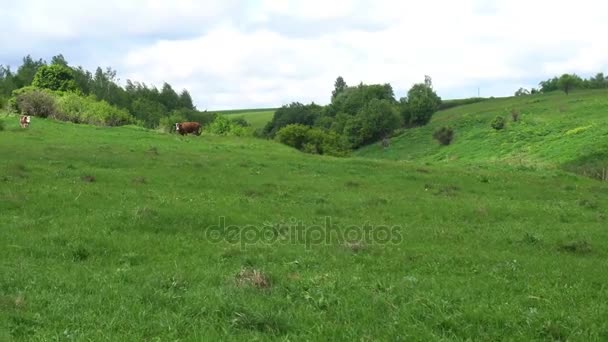 Bellissimo campo verde, tiro a lungo raggio — Video Stock