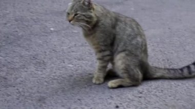 İki kırmızı ve gri evsiz kedi Park Caddesi üzerinde. 96 fps ağır çekimde. İki sokak şehir sokak yere oturan gri ve kırmızı kedi