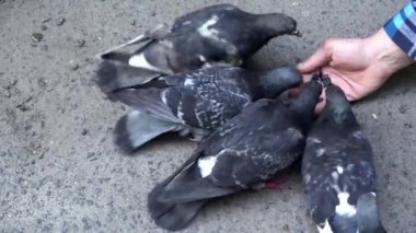 tahıl güvercin besleme adam. Güvercinler tohum insanların elinden cüce