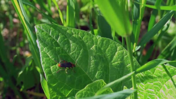 Primer plano de un pequeño insecto en la hierba verde — Vídeo de stock