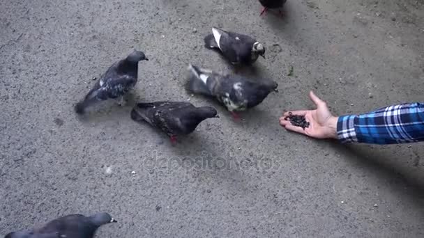 Man voederen duiven graan. Duiven pikken zaden uit handen van de volkeren — Stockvideo