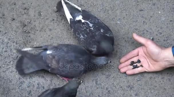Man feeding pigeons grain. Pigeons peck seeds from peoples hands — Stock Video