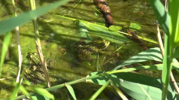 Acercamiento de dos ranas en el exuberante agua hojas de lirio — Vídeo de stock