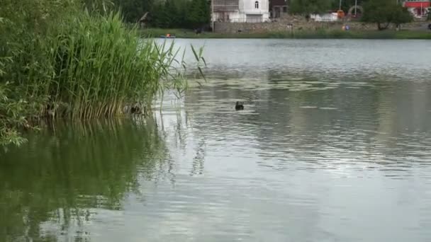 Pato e patinho nadando no lago — Vídeo de Stock