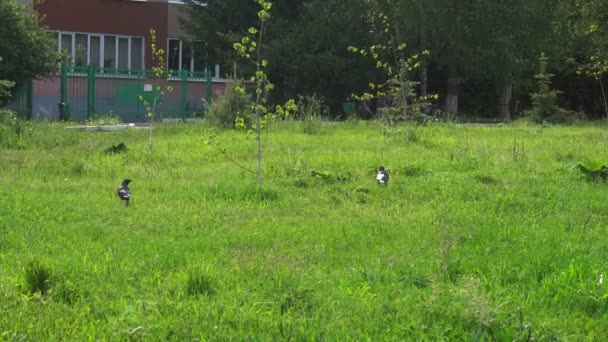 Yeşil çimenlerin üzerinde yürüyüş kargalar — Stok video