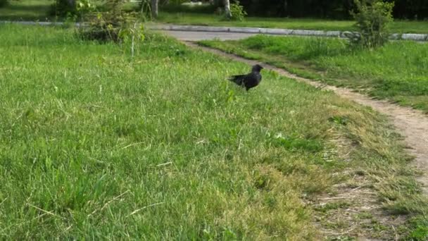 Crows walking on the green lawn — Stock Video