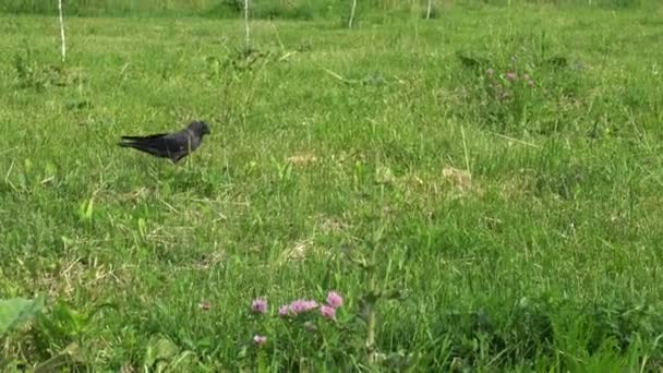 Crows walking on the green lawn — Stock Video