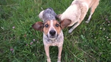 Yeşil çimenlerin üzerinde oynayan iki köpek. ağır çekim
